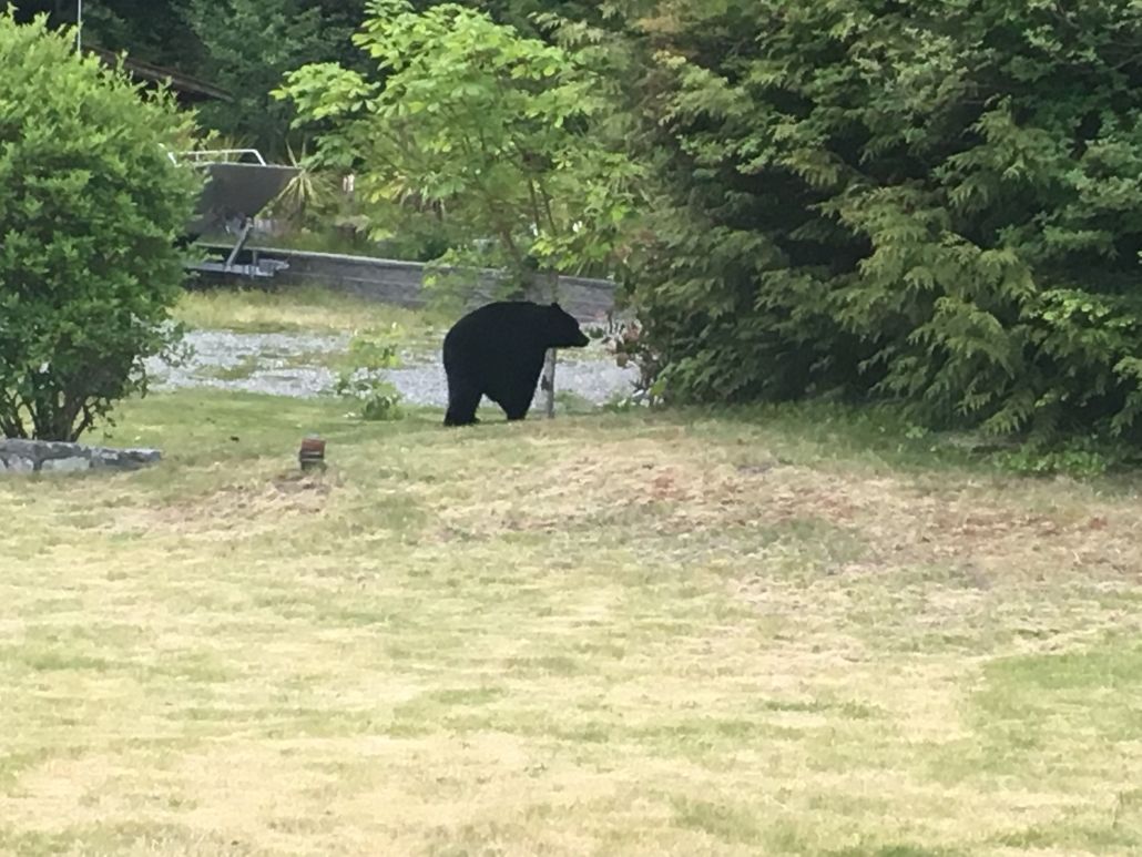 Eagle Nook Resort Ucluelet Eksteriør billede